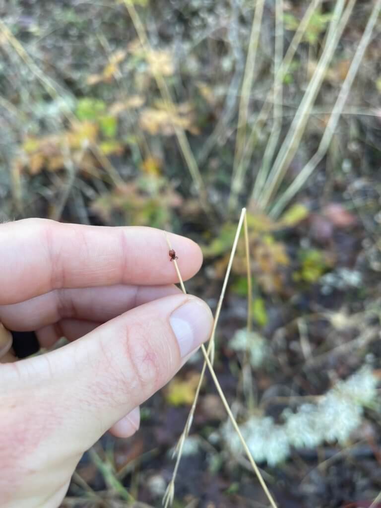 Tick Surveillance Archives Jackson County Vector Control District