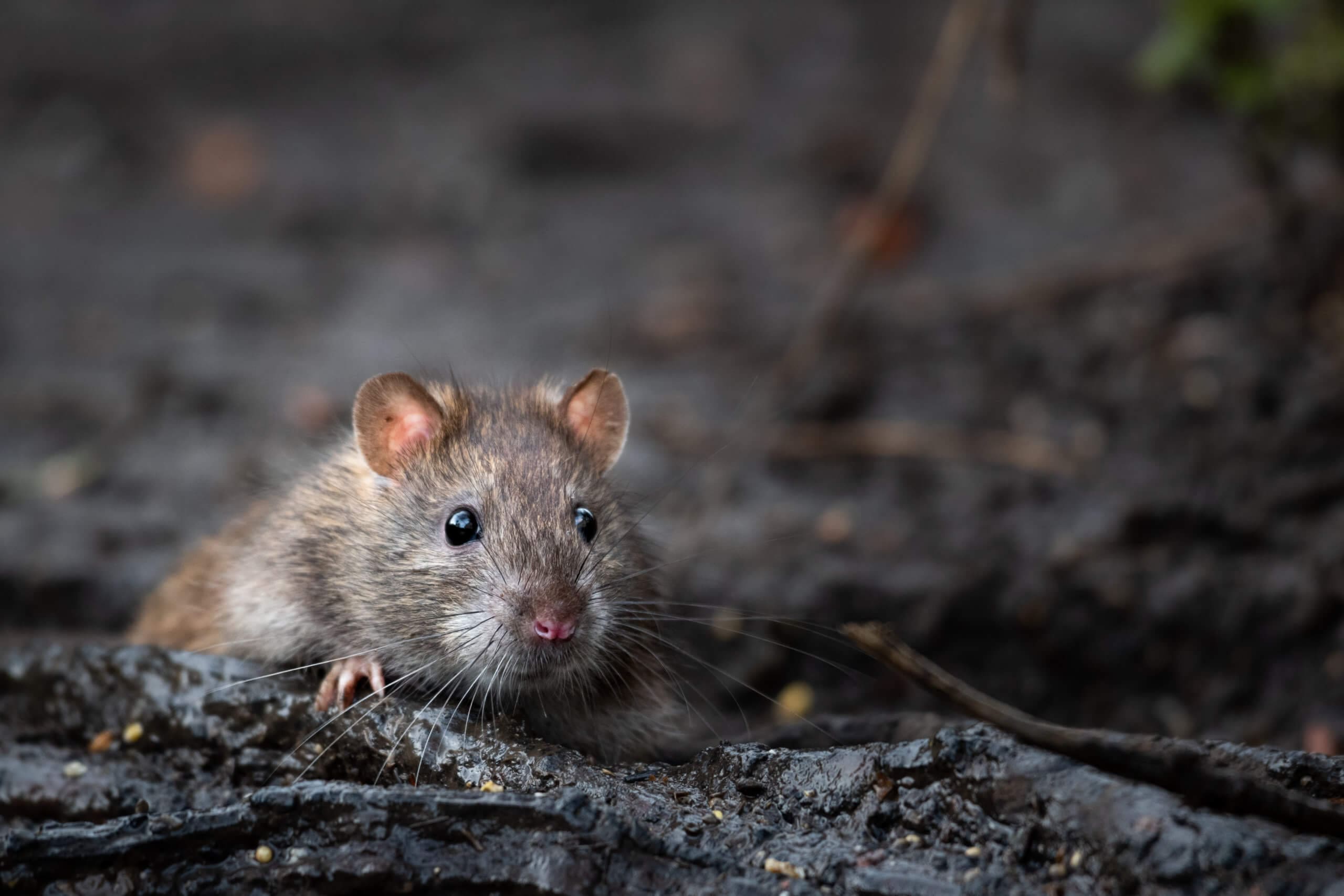 Rat Control | Jackson County Vector Control District