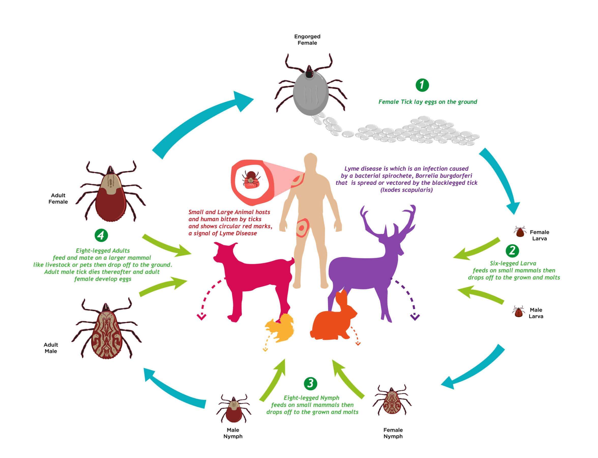 Tick Life Cycle Jackson County Vector Control District