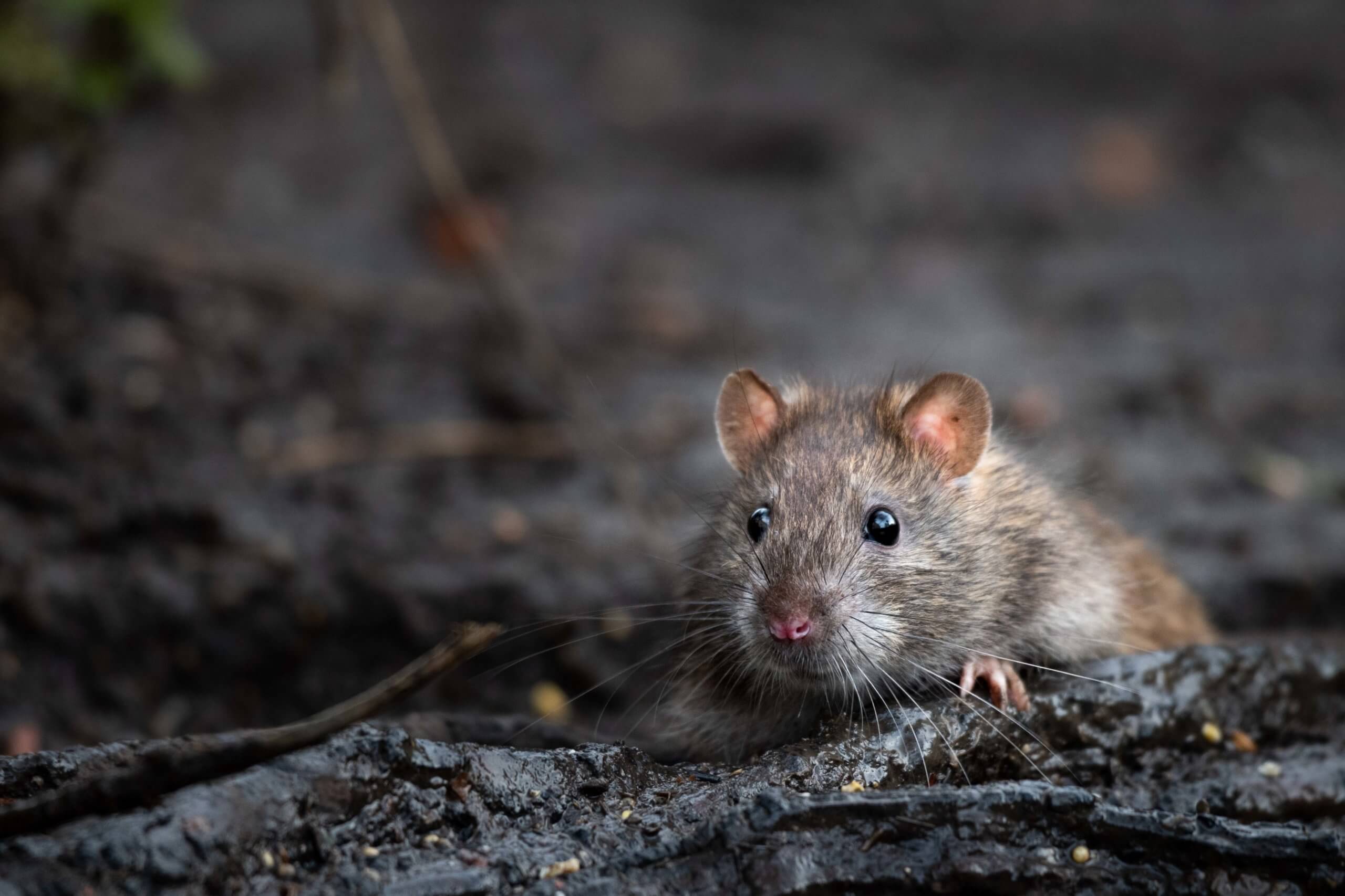 Rat Control | Jackson County Vector Control District