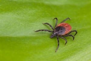 ixodes pacificus