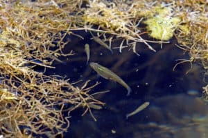 Use Mosquitofish to Control Mosquitoes