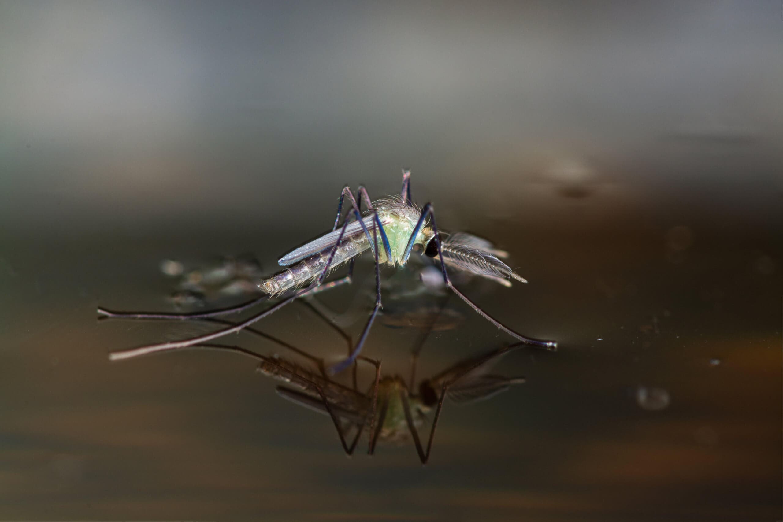 Central Mass. Town Issues Eee Warning After Mosquitoes Test Positive - zjqsvvs
